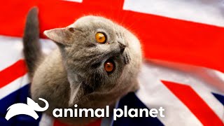 British Shorthair Pippa Teaches Kittens How To Work in Office  Too Cute  Animal Planet