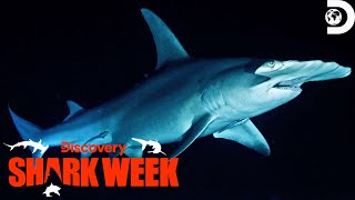 Unforgettable Moments from Shark Week 2023  Shark Week 2023  Discovery