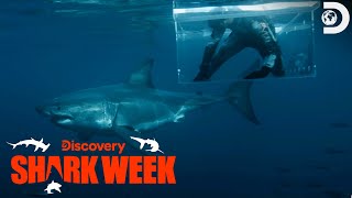 Jimmy Survives a GREAT WHITE ATTACK  Shark Week  Discovery