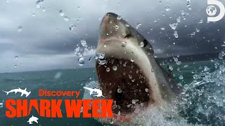 Robert Irwins JawDropping Encounter With Great Whites  Crikey Its Shark Week  Discovery