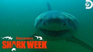 Fatal Great White Shark Attack at Cape Cod  Shark Week  Discovery