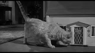 The incredible shrinking man 1957