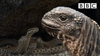 Iguana chased by killer snakes  Planet Earth II Islands  BBC