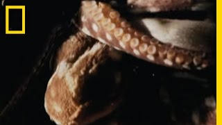 Animal Acrobats Cyanea Octopus  National Geographic
