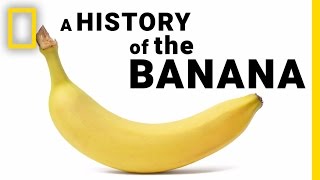 The Surprising History of Bananas in Under 2 Minutes  National Geographic