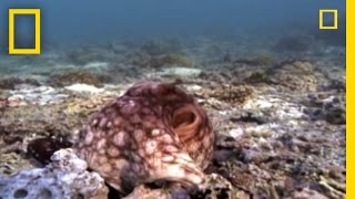 Amazing Octopus Color Transformation  National Geographic