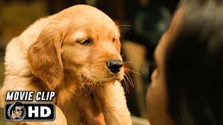 THE ART OF RACING IN THE RAIN Clip  Pick of The Litter 2019