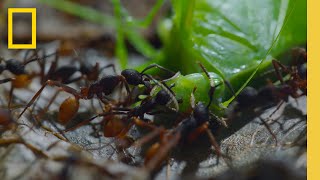 Watch as a swarm of army ants devour their prey  Jungle Predators  A Real Bugs Life