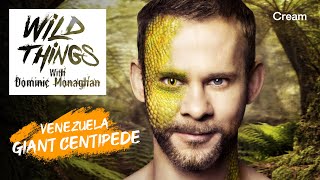 Giant Centipede  Wild Things with Dominic Monaghan Season 1 Episode 2  FULL EPISODE