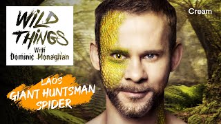 Giant Huntsman Spider  Wild Things with Dominic Monaghan Season 1 Episode 5  FULL EPISODE