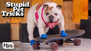 This Bulldog Taught Herself How To Skateboard Clip  Stupid Pet Tricks  TBS