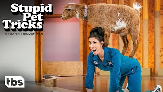 Sarah Silverman Tries Goat Yoga With Gizmo Clip  Stupid Pet Tricks  TBS