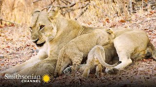 Tracking Down 5 Missing Lion Cubs  Big Cat Country  Smithsonian Channel