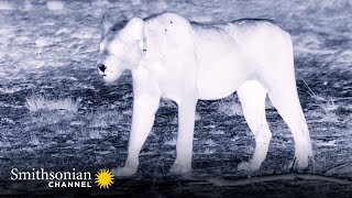 How Lions See  Hunt at Night  Big Cat Country  Smithsonian Channel