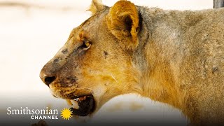 A Lost Lion Cub Risks Everything to Find His Family  Big Cat Country  Smithsonian Channel