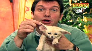  Zoboomafoo with the Kratt Brothers HD  Full Episodes Compilation 