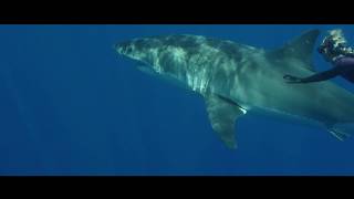 SAVING JAWS MOVIEONE OCEAN DOCO SERIES OCEAN RAMSEY WITH GREAT WHITE SHARK