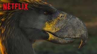How Terror Birds from Millions of Years Ago Fought for Territory  Life On Our Planet  Netflix