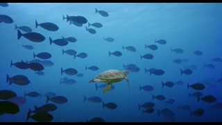 Turtle Odyssey  Trailer