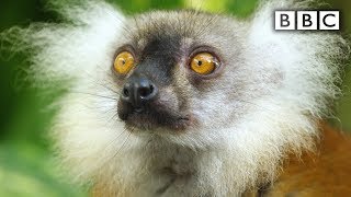 Lemurs get high  Spy in the Wild  BBC