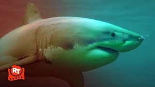 Shark Season 2020  Bloody Shark Attack Scene  Movieclips