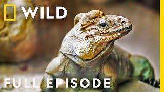 The Bugs of the Zoo Full Episode  Secrets of the Zoo Down Under