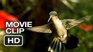 Disneynature Wings of Life Movie Clip  Hummingbird 2013  Meryl Streep Movie HD