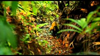 Amazonia 2013  Trailer