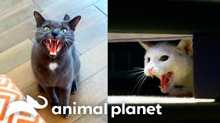 The WILDEST Cats on My Cat From Hell  Animal Planet