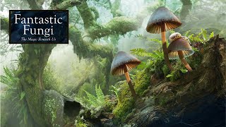 FANTASTIC FUNGI Official UK Trailer 2020 The Magic Of Mushrooms