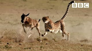 Cheetah chases wildebeest  The Hunt  BBC One