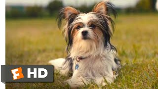 A Dogs Journey 2019  Boss Dogs Trick Scene 810  Movieclips