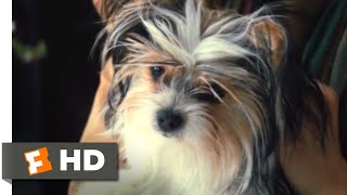 A Dogs Journey 2019  Making up With Mom Scene 610  Movieclips