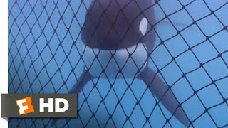 Free Willy 1993  Almost Free Scene 910  Movieclips