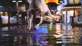 Babe Pig in the City Trailer 1998
