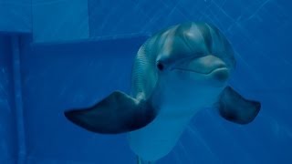 Dolphin Tale 2  Official Main Trailer HD
