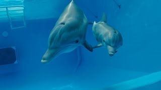 Dolphin Tale 2  Official Teaser Trailer HD