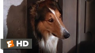 Lassie Come Home 110 Movie CLIP  Morning Routine 1943 HD