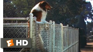 Lassie Come Home 310 Movie CLIP  Jumping the Fence 1943 HD