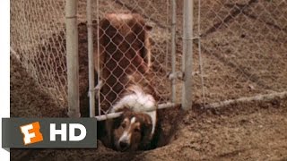 Lassie Come Home 210 Movie CLIP  The First Escape 1943 HD