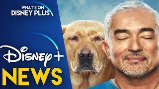 Cesar Millan Better Human Better Dog Coming Soon To Disney  Disney Plus News