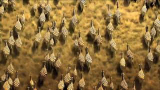 National Geographic Great Migrations