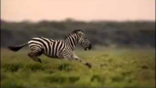 Great Migrations on National Geographic Channel