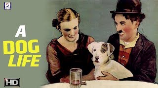 A Dogs Life  Charlie Chaplin Comedy Movie  HD