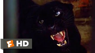 Cat People 1982  Vicious Leopard Scene 310  Movieclips