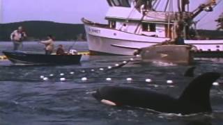 Free Willy 2 The Adventure Home Trailer 1995