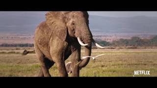 THE IVORY GAME Netflix 2016   TRAILER   HD