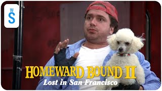 Homeward Bound II Lost in San Francisco 1996  Scene French Poodle