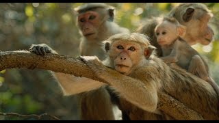 Disneynatures Monkey Kingdom  Official US Trailer 2