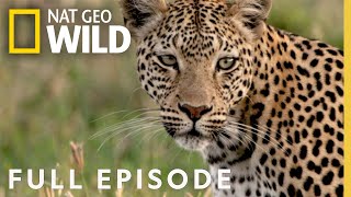 Leopards Rock Full Episode  Savage Kingdom